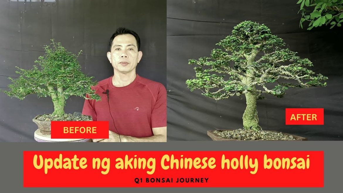 HOW TO MAKE CHINESE HOLLY BONSAI