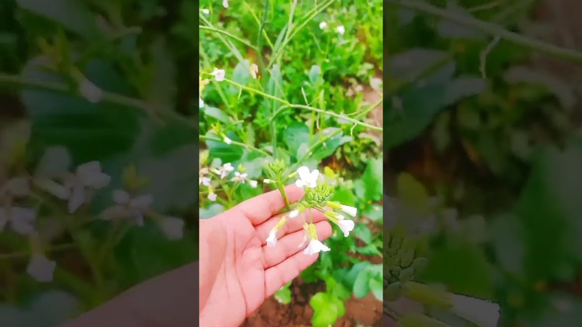 beautiful Radish pods flowers #shorts #gardening #food