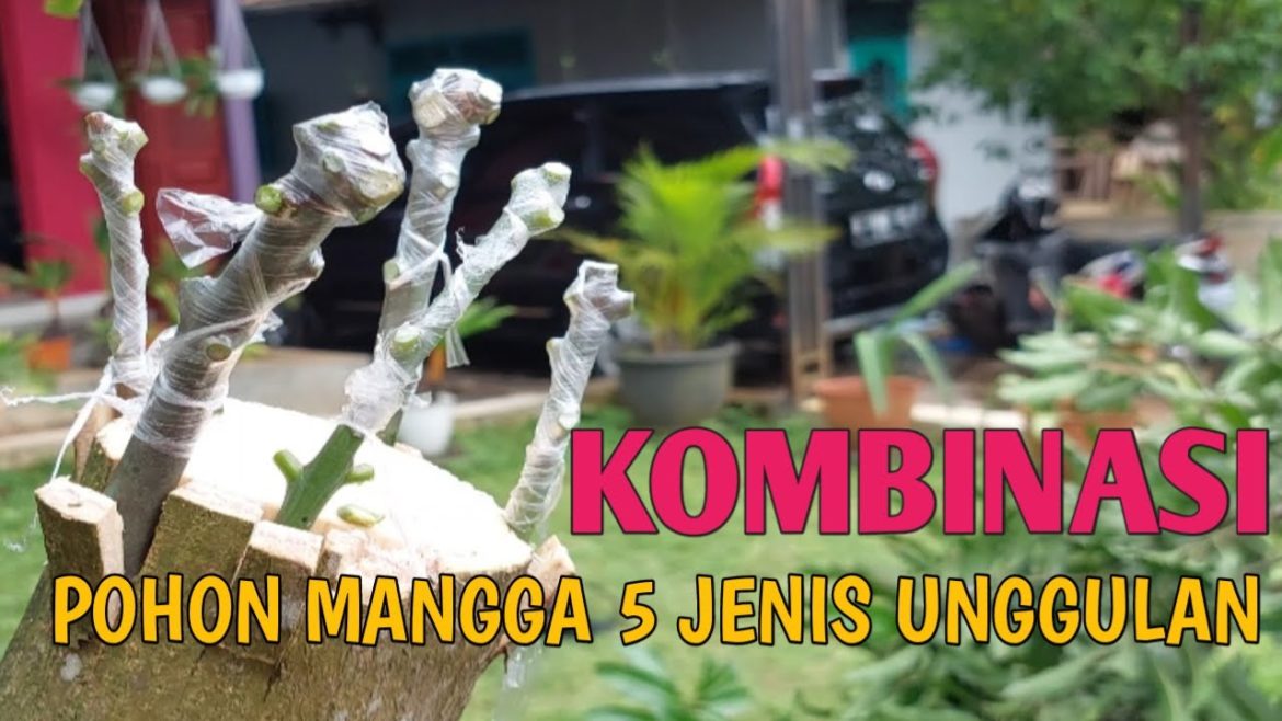 Cara Sambung Mangga 5 Jenis Dalam Satu Pohon Agar Cepat Berbuah Cara Sambung Mangga 5 Jenis Dalam Satu Pohon Agar Cepat Berbuah