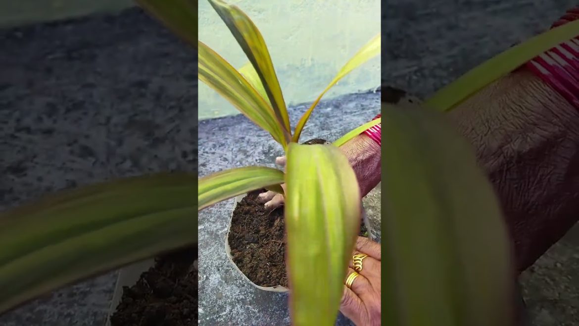 Propagating Dracaena Plant in a plastic container | Best out of waste
