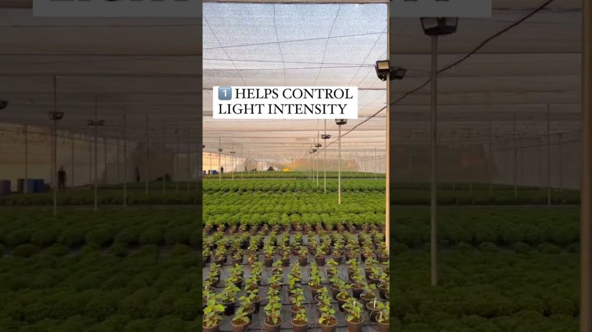 3 Benefits of using Shade net #shadenet #shorts