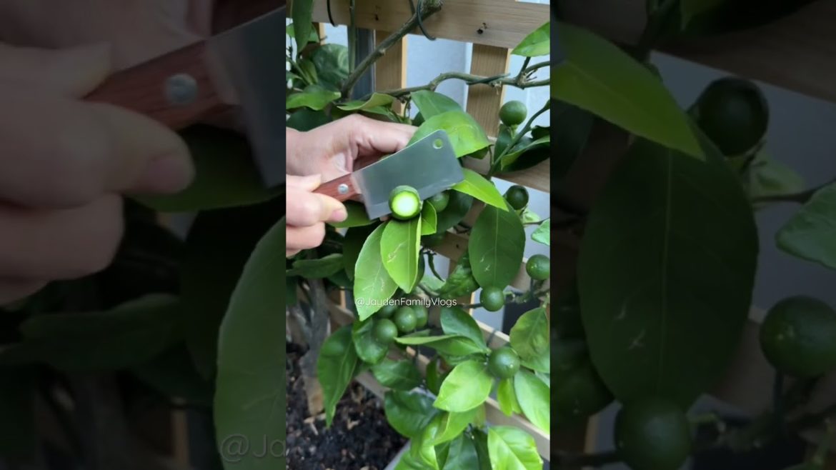 Fruit Cutting Japanese SUDACHI LIME 😱🤤🤤 #shorts #satisfying #fruit #fruitcutting #food Fruit Cutting Japanese SUDACHI LIME 😱🤤🤤 #shorts #satisfying #fruit #fruitcutting #food