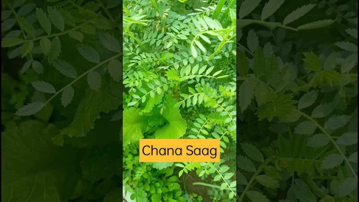 Harvesting fresh leafy vegetables for making crispy Bhajiya #shorts #organicfarming