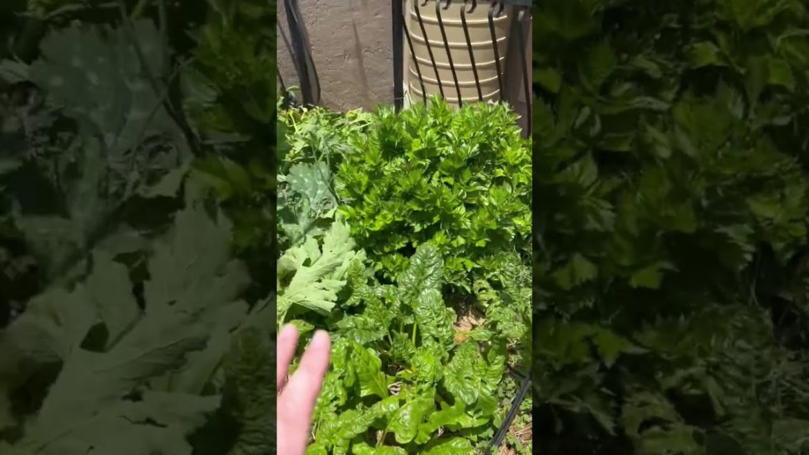 Garden upkeep #short! (The BEFORE) | Getting ready for 2023