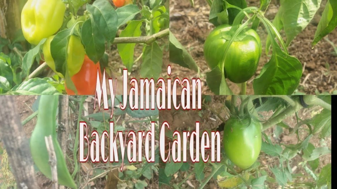 FARMING IN JAMAICAN BACKYARD (UPDATED) || BACKYARD GARDEN VLOG  || FARMING IN JAMAICA