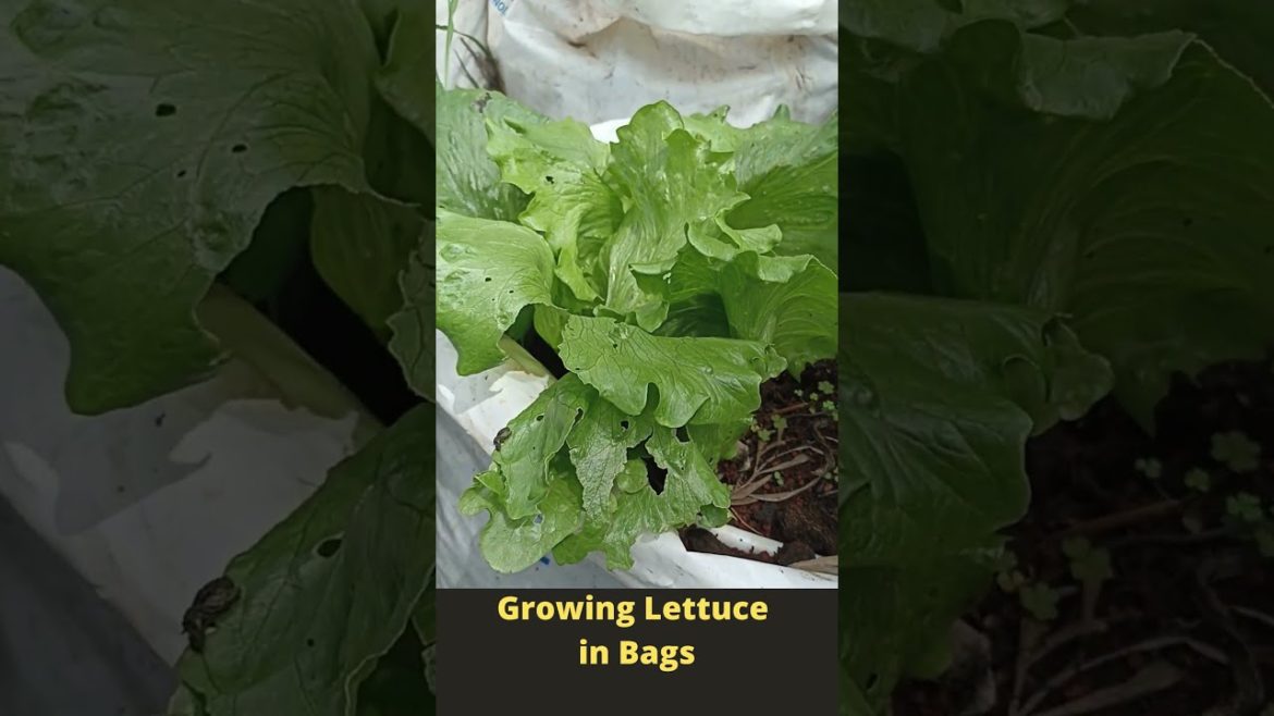 Simple Growing Lettuce in Bags #Shorts