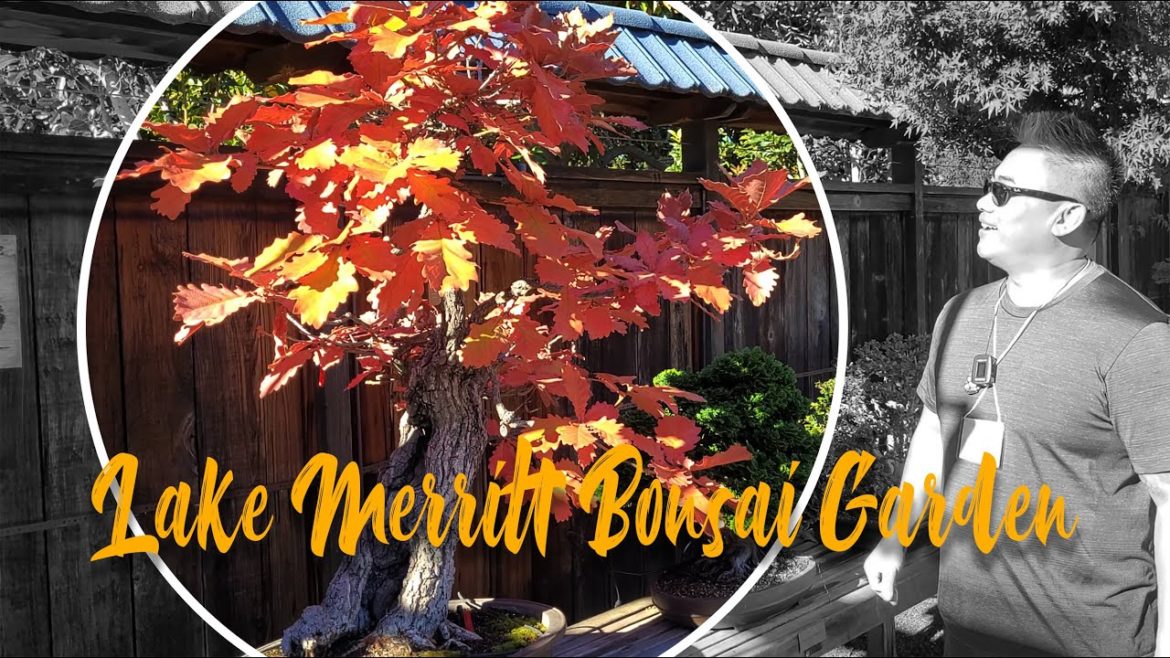 A tour of the Bonsai Garden at Lake Merrit Garden