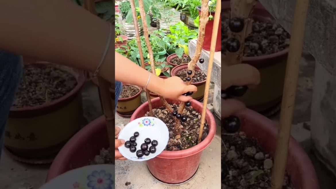 how to growth vegetable #natural how to growth vegetable #natural