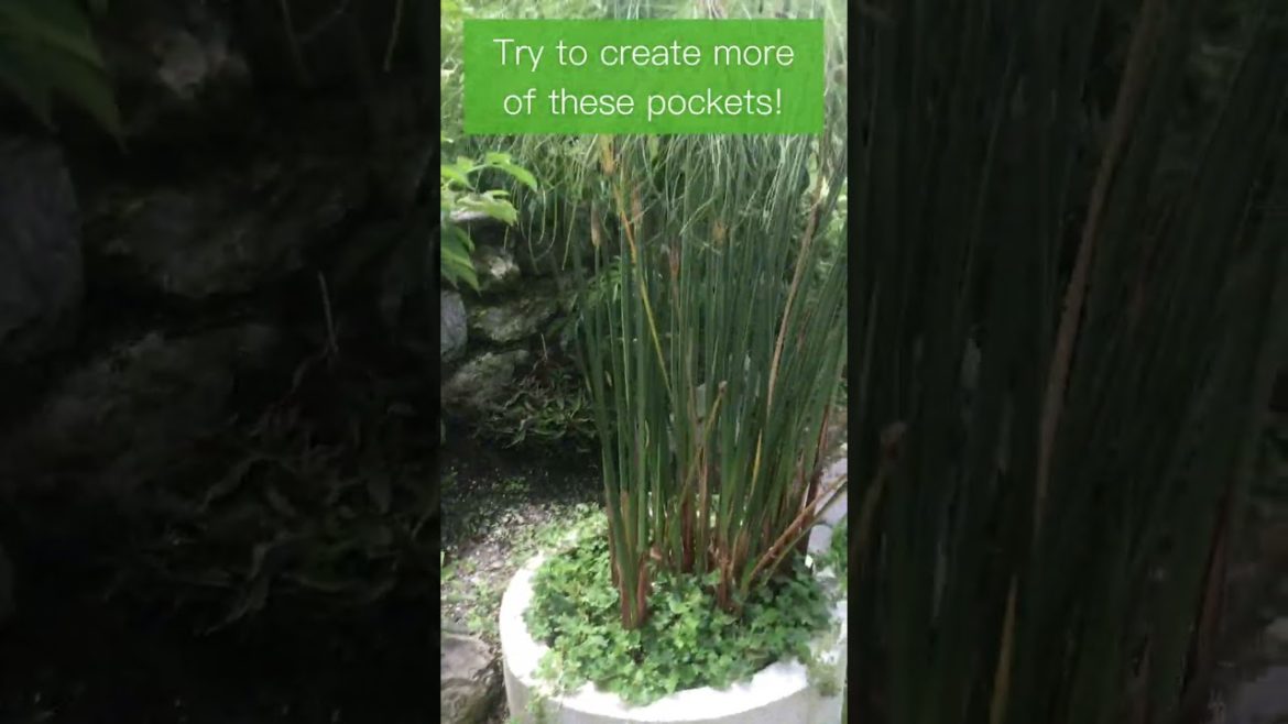 #shorts Pocket gardening is a concept improving  the microclimates of your plants using hard scapes!