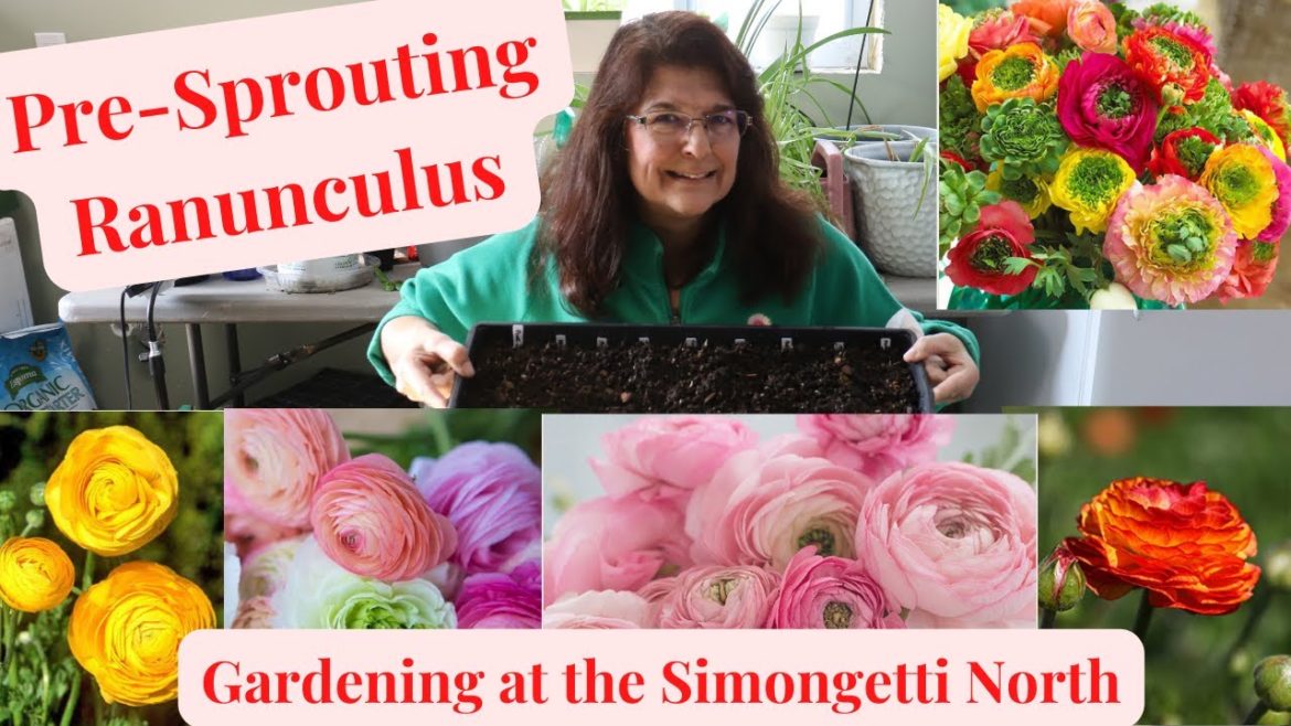 Pre Sprouting Ranunculus Corms🌺🌺// Gardening at the Simongetti North Pre Sprouting Ranunculus Corms🌺🌺// Gardening at the Simongetti North