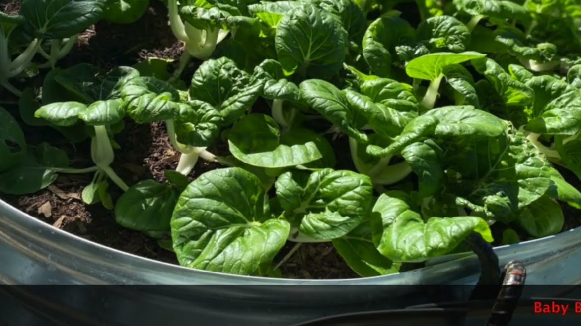 2021 Backyard Garden Harvest