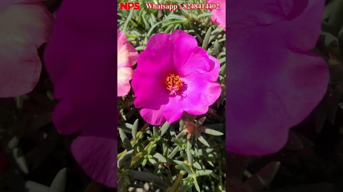 Portulaca - Table rose - Moss Rose - Pathumani - Jumbo Online sale - Whatsapp : 8248414402