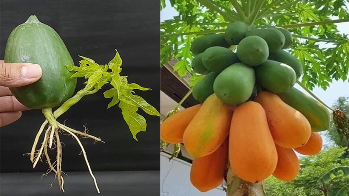 Unique Skill How to grow Papaya tree from Papaya || Grow papaya tree in easy way