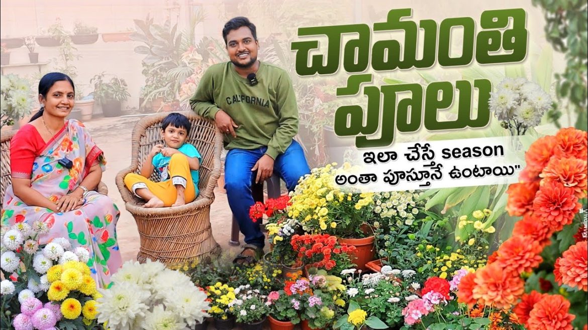సుమం ప్రతి సుమం సుమం! వనం ప్రతి వనం వనం, మీ దగ్గర కూడా చామంతి వనం కావాలంటే! #chrysanthemum tips