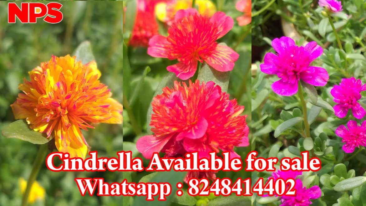 Portulaca – Table rose – Moss Rose – Pathumani – Cindrella Online sale – Whatsapp : 8248414402 Portulaca - Table rose - Moss Rose - Pathumani - Cindrella Online sale - Whatsapp : 8248414402