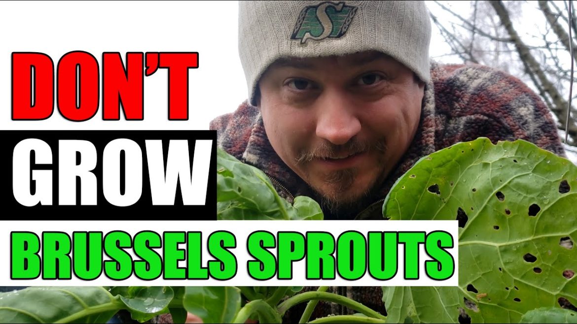 3 Reasons Not To Grow Brussels Sprouts – Garden Quickie Episode 115 3 Reasons Not To Grow Brussels Sprouts - Garden Quickie Episode 115