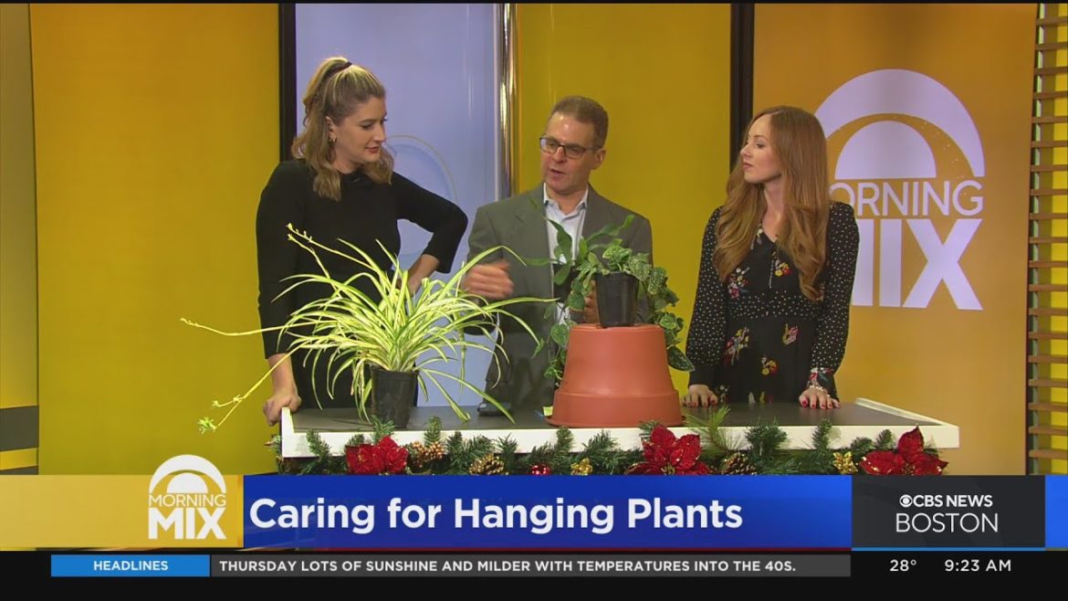 Gardening Tip: Caring for hanging plants