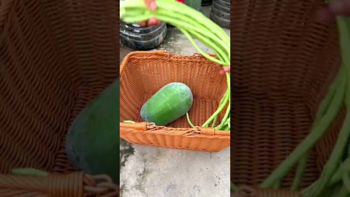 Rooftop garden harvest