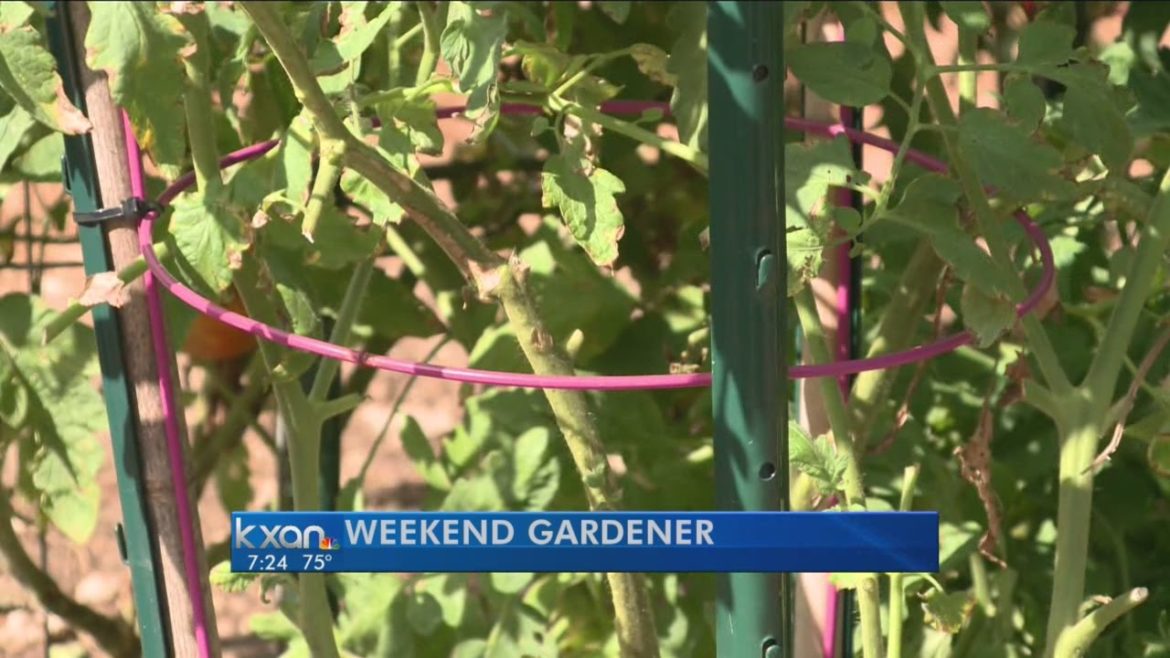 Weekend Gardener: Money saving tips for tomato, bean plants