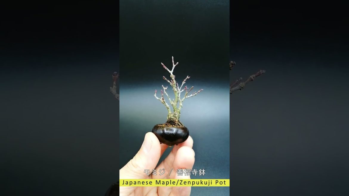 【豆盆栽】モミジ japanese maple 【豆盆栽】モミジ japanese maple