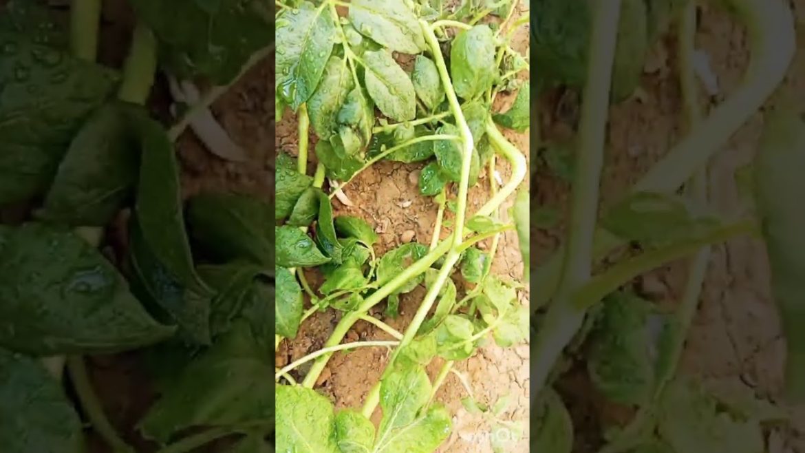 how to grow potato plants at home .🐝🌱🐌🌸.#potato plants#Aalo ke pode.#vegetables#gardening,