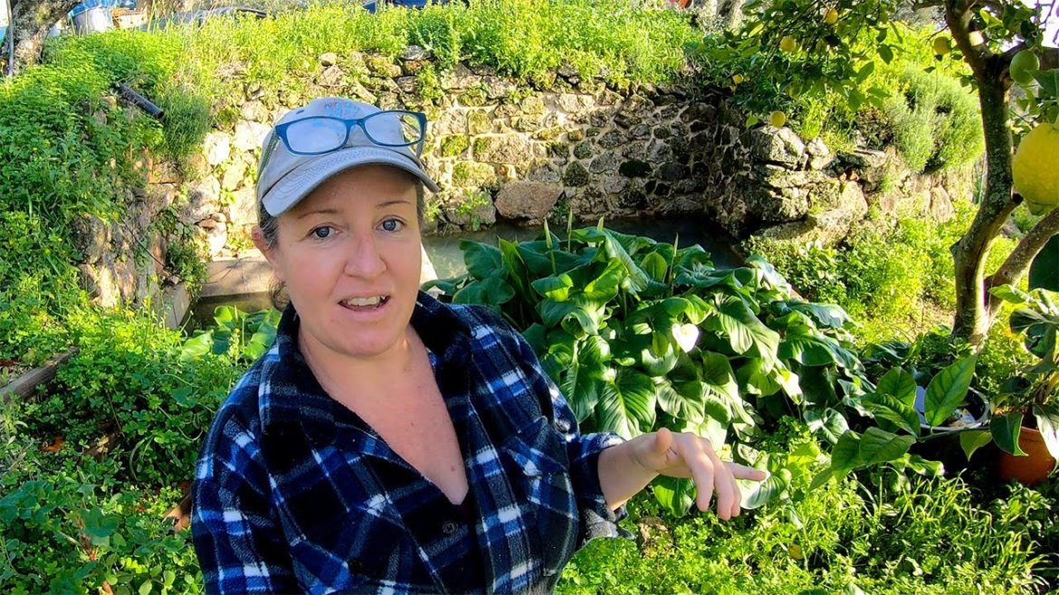 Hopes, Dreams, and Plans for My Half Acre of Off Grid Land in Portugal