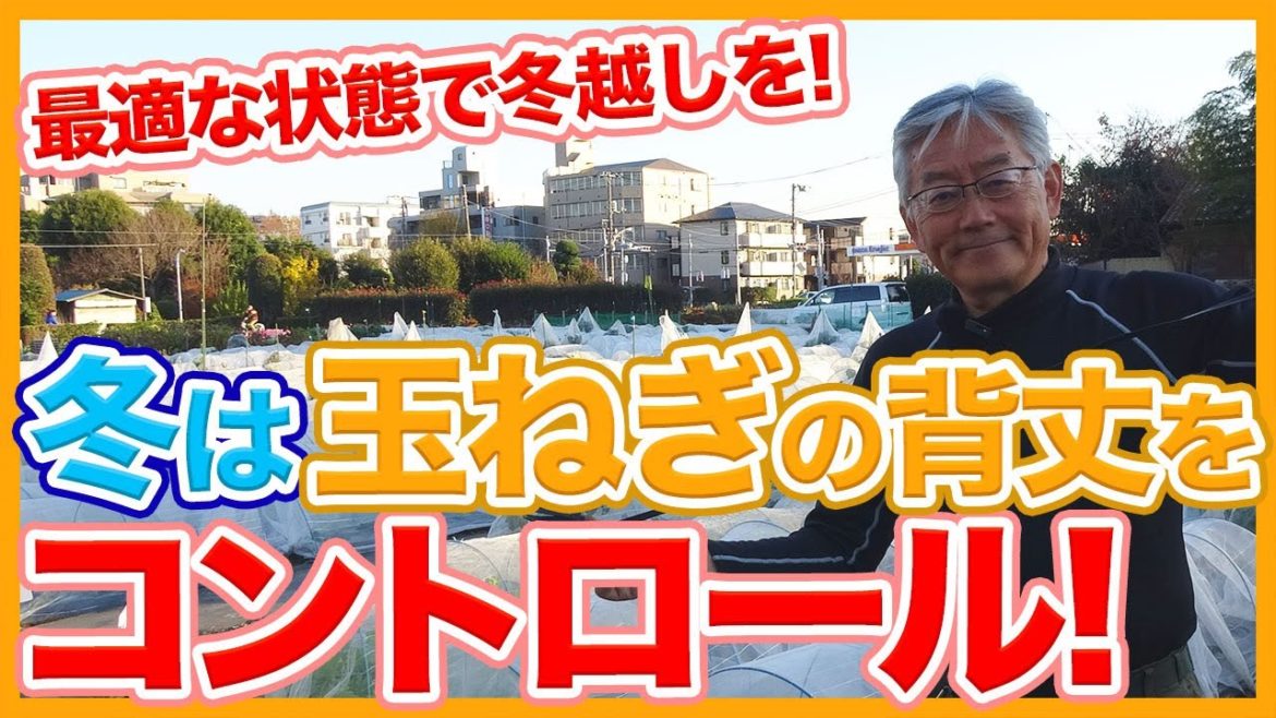 家庭菜園や農園の玉ねぎ栽培は背丈をコントロール!最適な状態で冬越しするための温度調整法を解説!【農家直伝】/Onion Cultivation Tips from a Japanese Farmer. 家庭菜園や農園の玉ねぎ栽培は背丈をコントロール!最適な状態で冬越しするための温度調整法を解説!【農家直伝】/Onion Cultivation Tips from a Japanese Farmer.