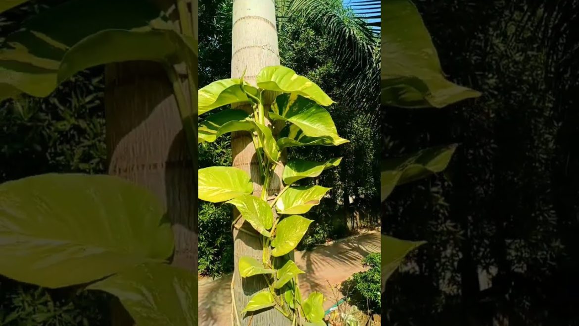 my big leaves money plant #shorts