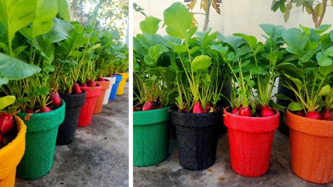 Colorful Pots For Growing Red Radish At Rooftop Vegetable Garden