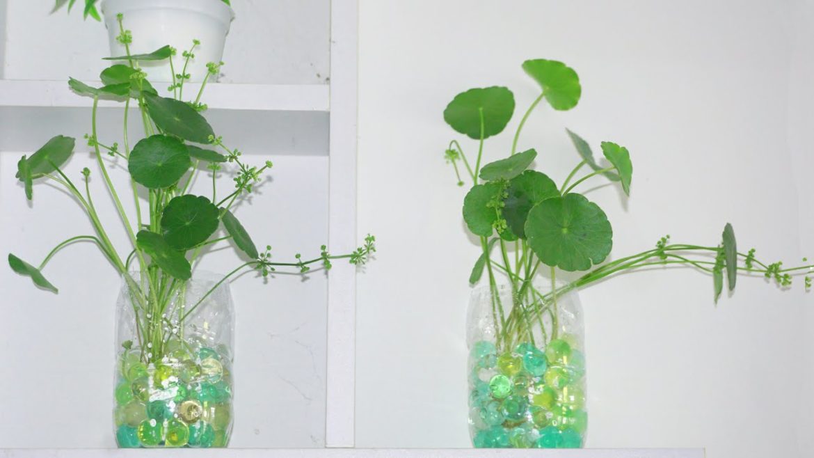 How To Grow Gotu Kola from Cuttings in Hydrogel | Centella Asiatica | Gardening Tips How To Grow Gotu Kola from Cuttings in Hydrogel | Centella Asiatica | Gardening Tips