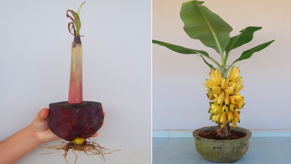 How to grow banana tree from Banana Flower for beginners (part 2) How to grow banana tree from Banana Flower for beginners (part 2)