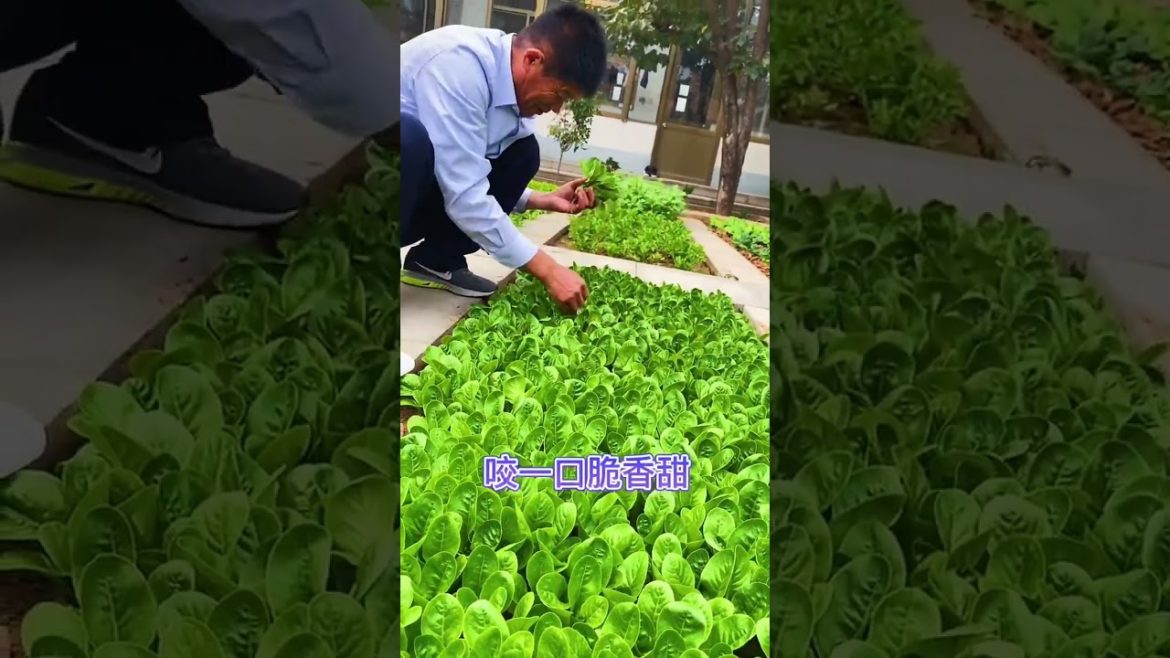 how to growth vegetable #natural how to growth vegetable #natural