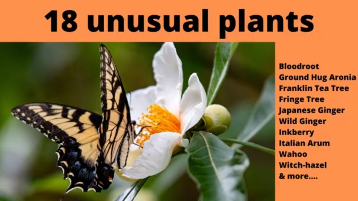 18 unusual garden plants, fruiting trees and house plants 18 unusual garden plants, fruiting trees and house plants