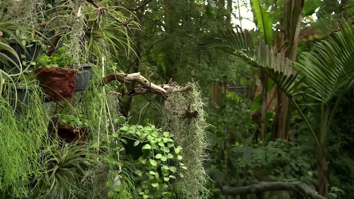 Power outages imperil Kyiv's botanical garden Power outages imperil Kyiv's botanical garden