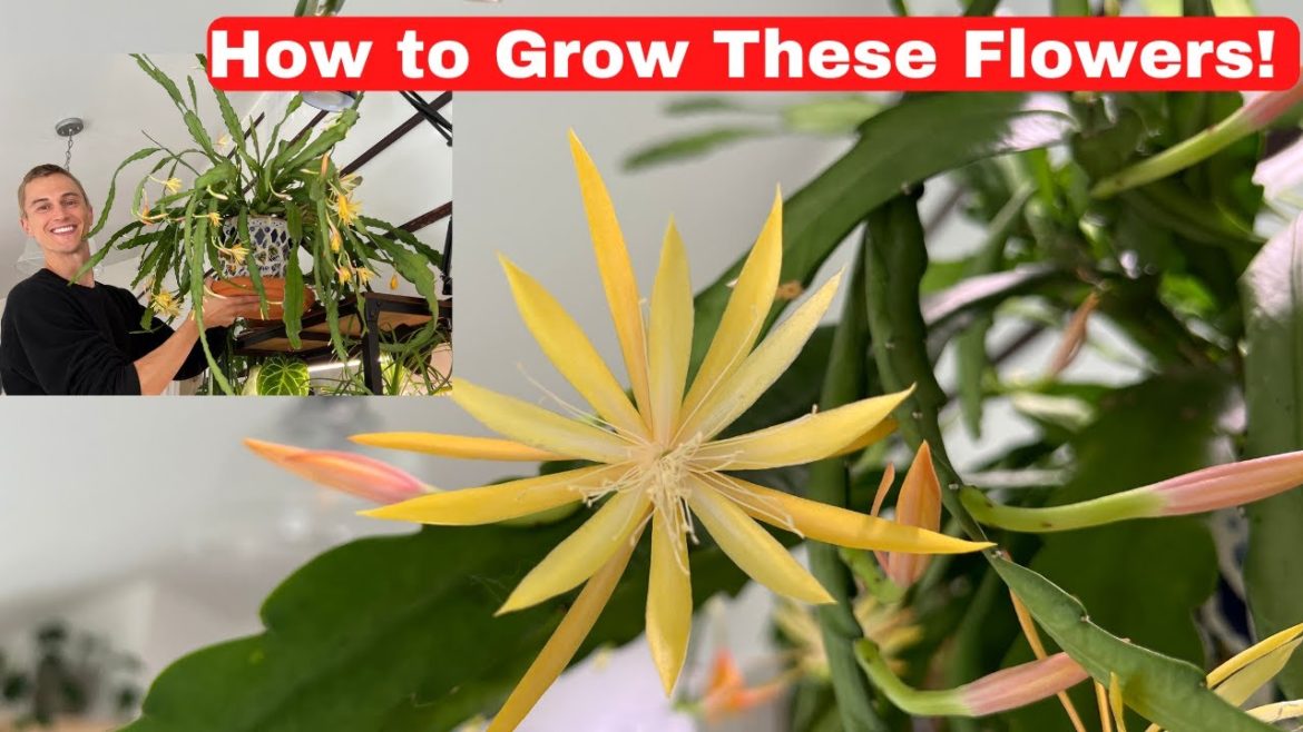 FLOWERING ORCHID CACTUS - Epiphyllum & Disocactus Growing Tips to Get Orchid Cactus to Bloom