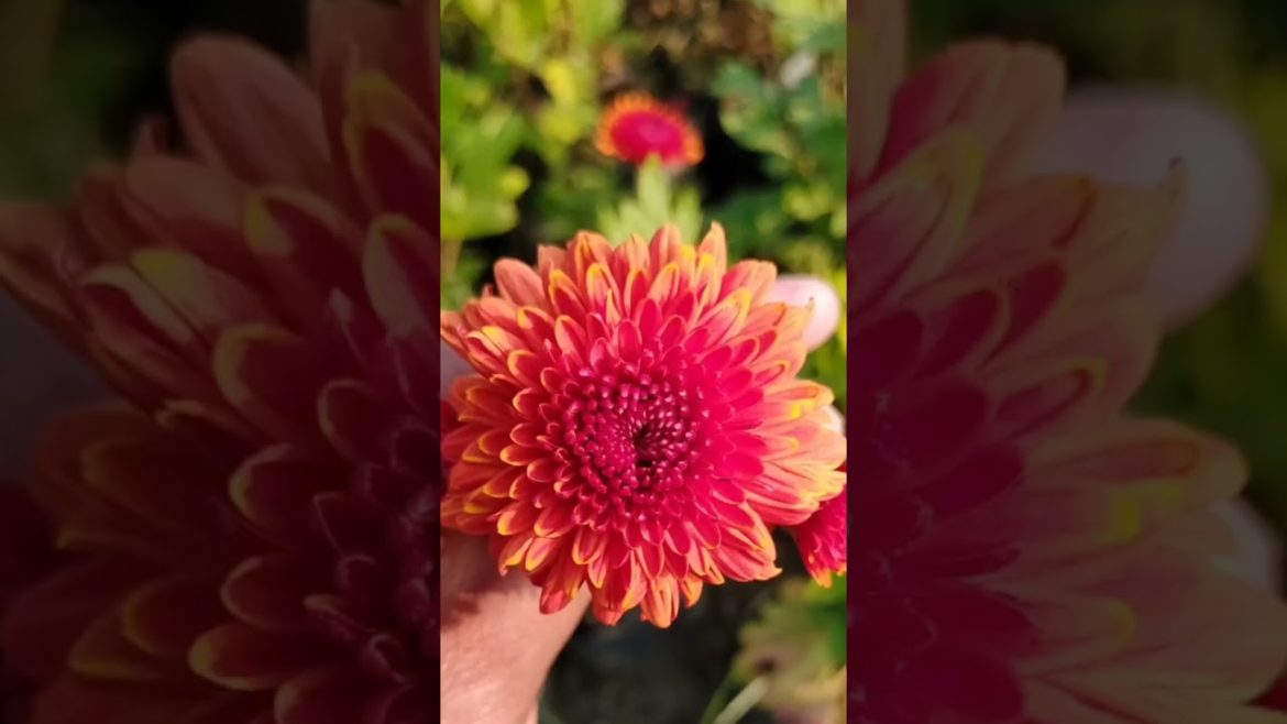 #chrysanthemum #winterflower #gardening #shorts #shortfeed #youtubeshorts #winterflower
