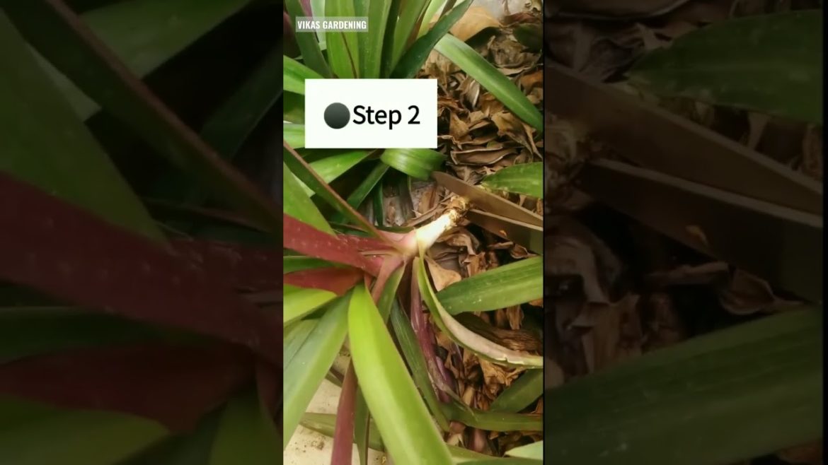 Boat Lily | Propagation Of Boat Lily | boat Lily care | Rhoeo Plant | Vikas Gardening | #shorts