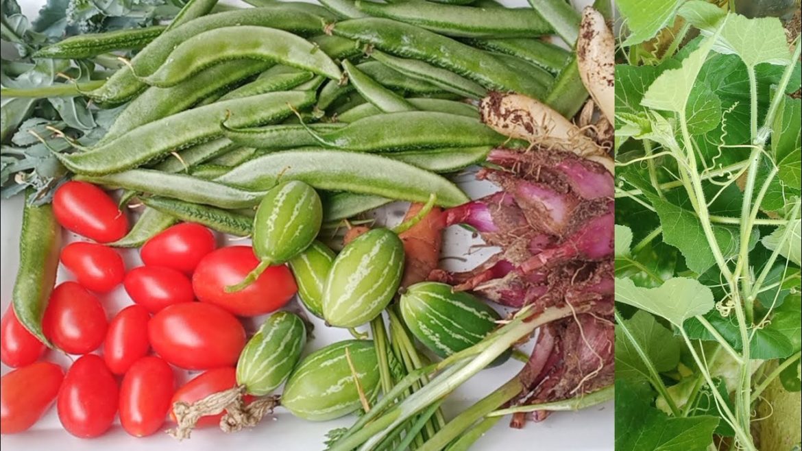 vegetables harvesting on my balcony||gardening in pots||balcony gardening||