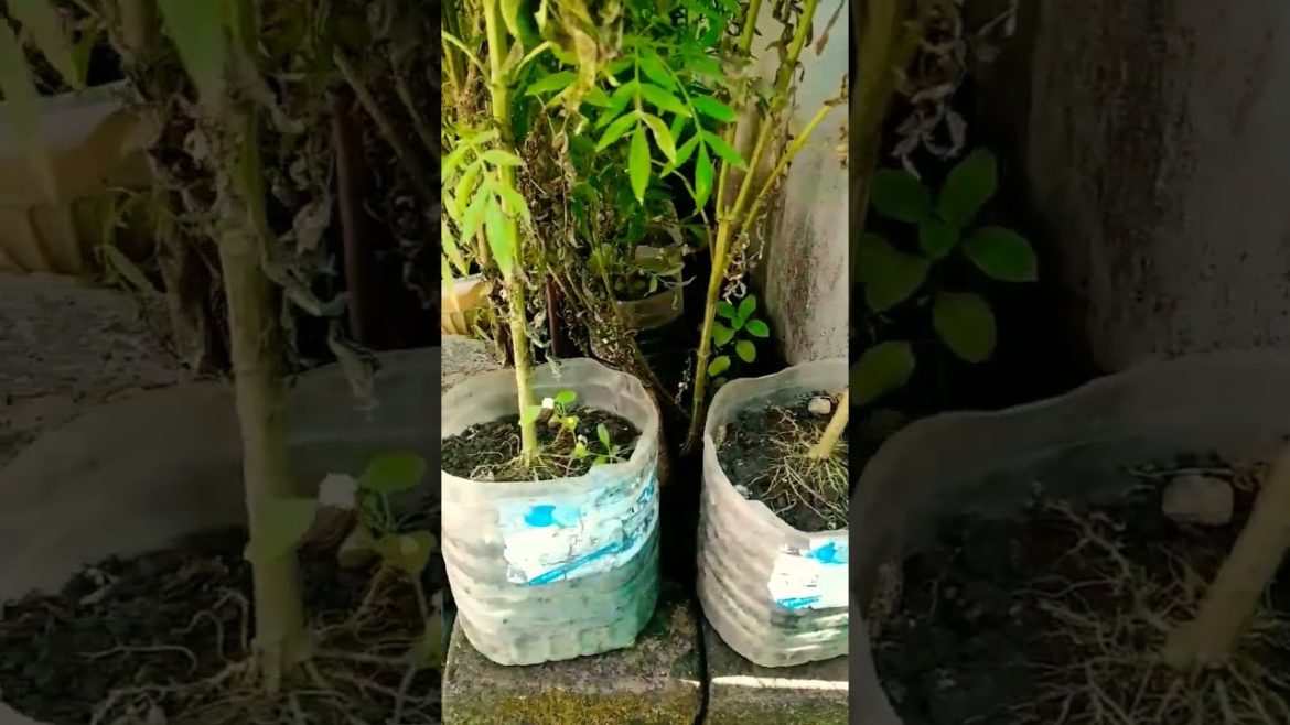 Marigold in small pots