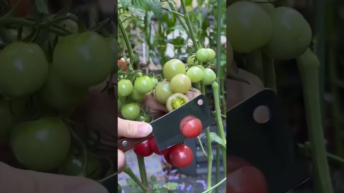 Easy Way to Cut TOMATO Satisfying 🍅 😱😋 #shorts #fruitcutting  #satisfying #food #oddlysatisfying