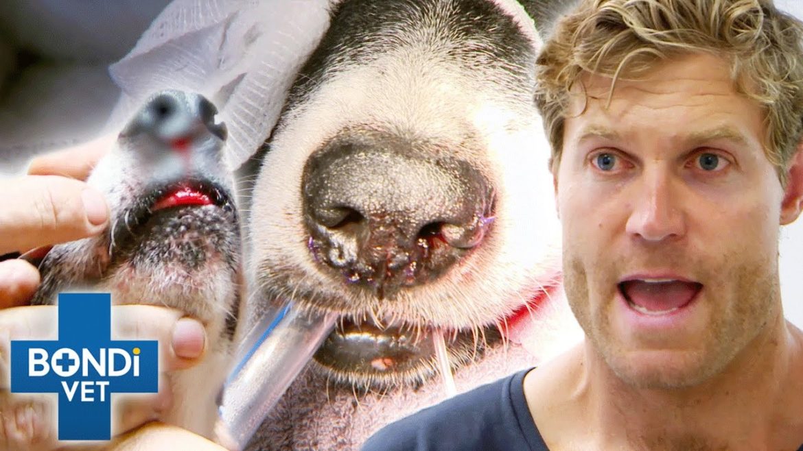 Hedge Cutter Almost Cuts Dog's Tongue & Nose Off 😱 Bondi Vet Clips | Bondi Vet Hedge Cutter Almost Cuts Dog's Tongue & Nose Off 😱 Bondi Vet Clips | Bondi Vet