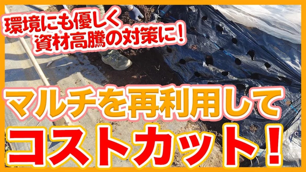 家庭菜園や農園栽培でマルチを再利用してコストカット!破けたマルチも使って資材高騰の対策!【農家直伝】/Tips for recycling mulch used in cultivation. 家庭菜園や農園栽培でマルチを再利用してコストカット!破けたマルチも使って資材高騰の対策!【農家直伝】/Tips for recycling mulch used in cultivation.