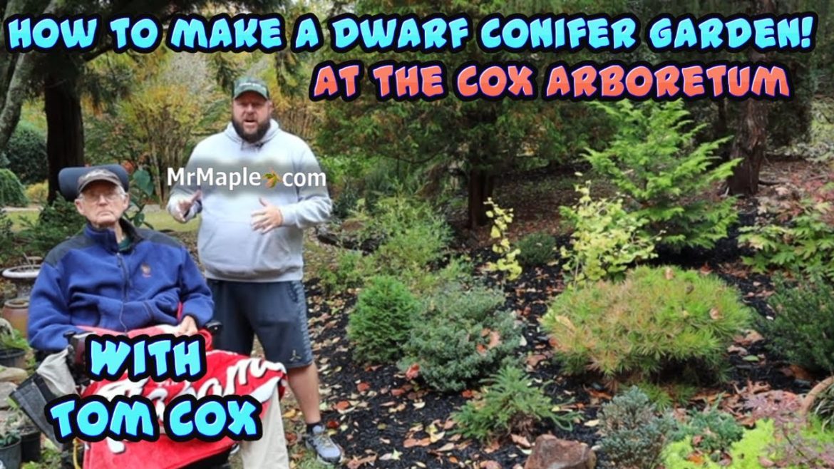 Creating A Dwarf Conifer Garden With Tom Cox | Cox Arboretum & Gardens |