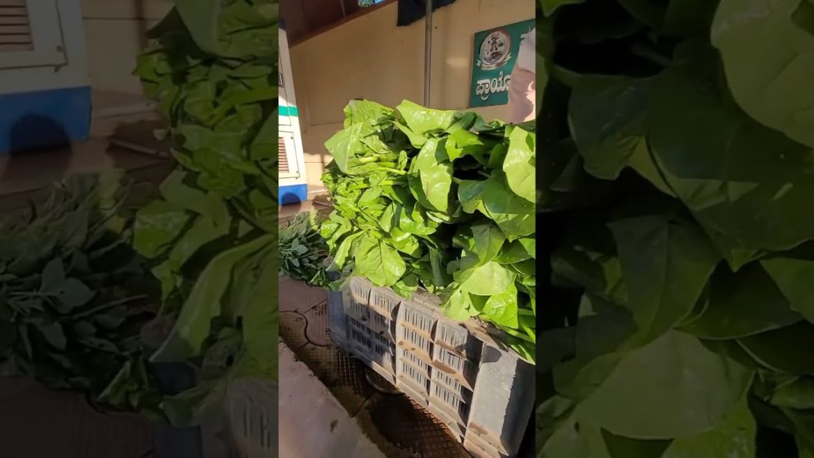Real farm fresh-farmer at retail end after harvest from 4 am in the morning