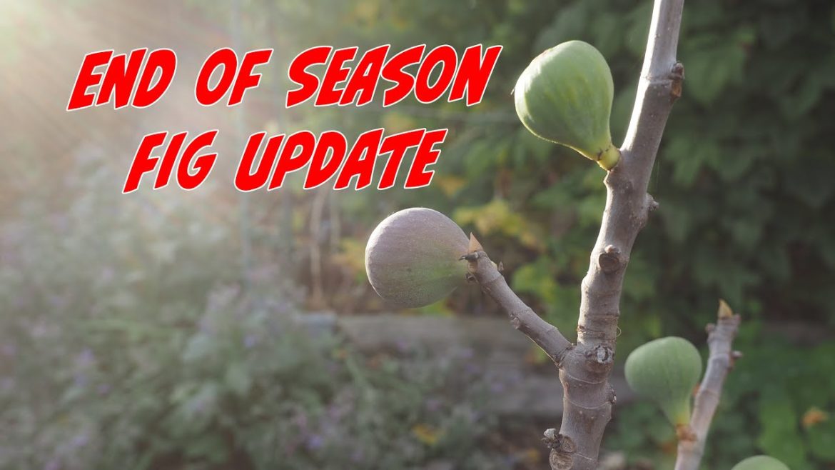 End of Season Fig Update