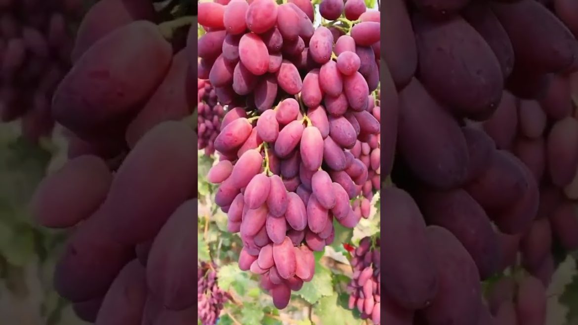 Chinese Grapes #bonsai #gardening #satisfying #shortsfeed Chinese Grapes #bonsai #gardening #satisfying #shortsfeed