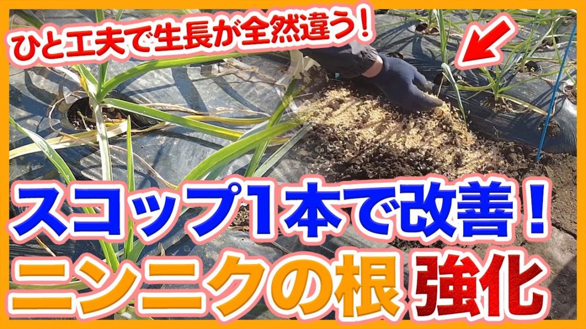 家庭菜園や農園のニンニク栽培でスコップ1本で生長が劇的改善!根腐れ予防と根張り強化のコツを徹底解説!【農家直伝】/Tips for growing garlic to strengthen roots 家庭菜園や農園のニンニク栽培でスコップ1本で生長が劇的改善!根腐れ予防と根張り強化のコツを徹底解説!【農家直伝】/Tips for growing garlic to strengthen roots