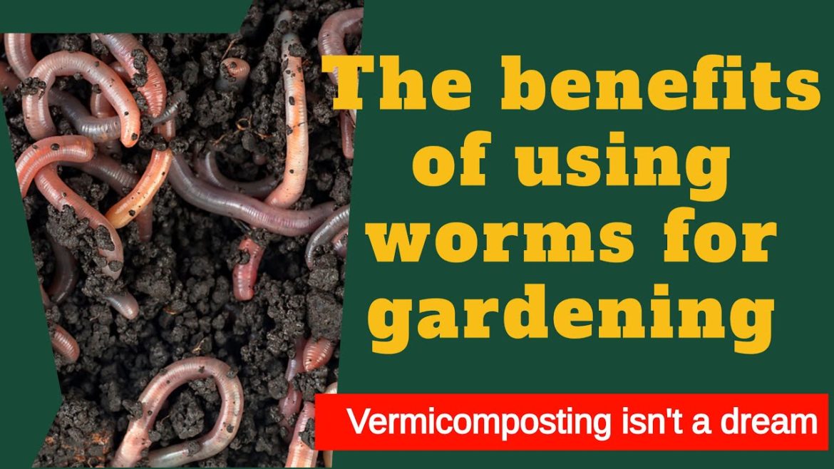 The benefits of using worms for gardening | Vermicomposting | Compost The benefits of using worms for gardening | Vermicomposting | Compost