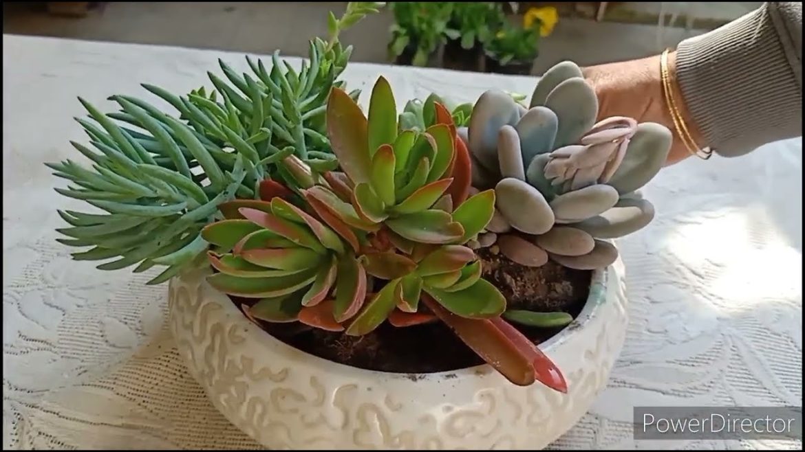 Make a succulent tray at home for indoor decoration