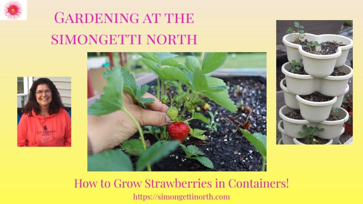 How to Grow Strawberries for Beginners 🍓🍓🍓 // Gardening at the Simongetti North